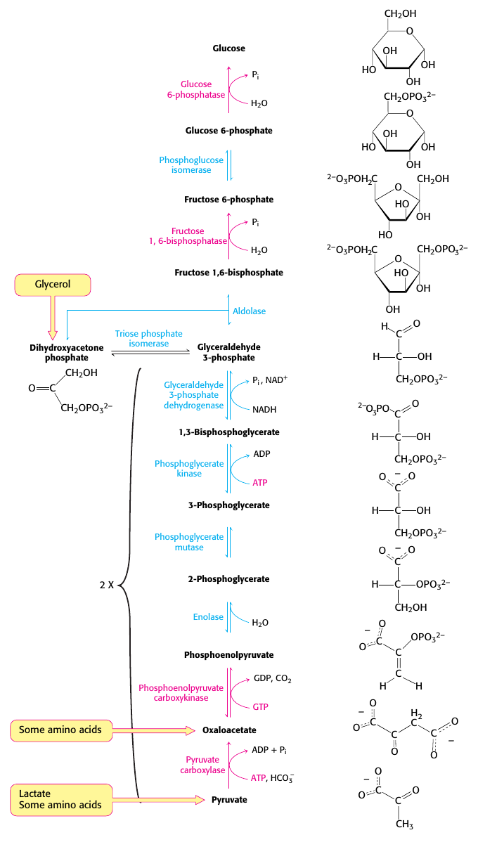 glukoneogenes