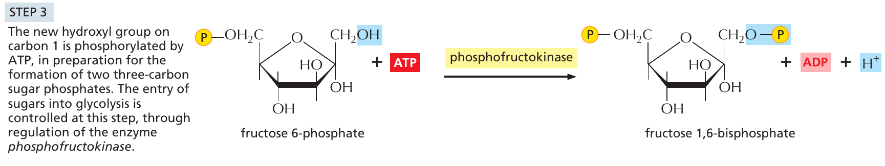 glykolys_3