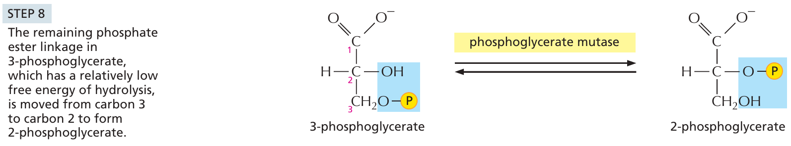 glykolys_8