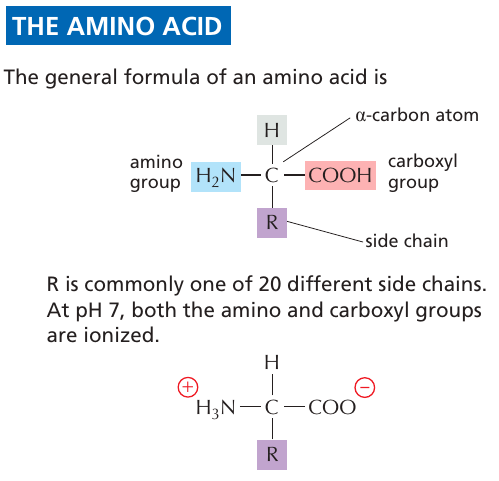 aminosyra