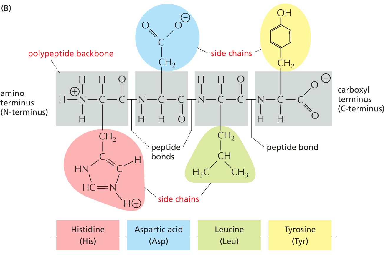 protein_struktur