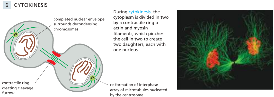 06_faser_cytokines