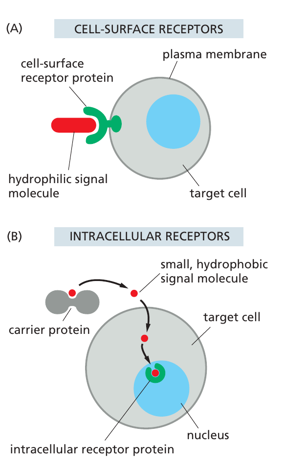 receptorer