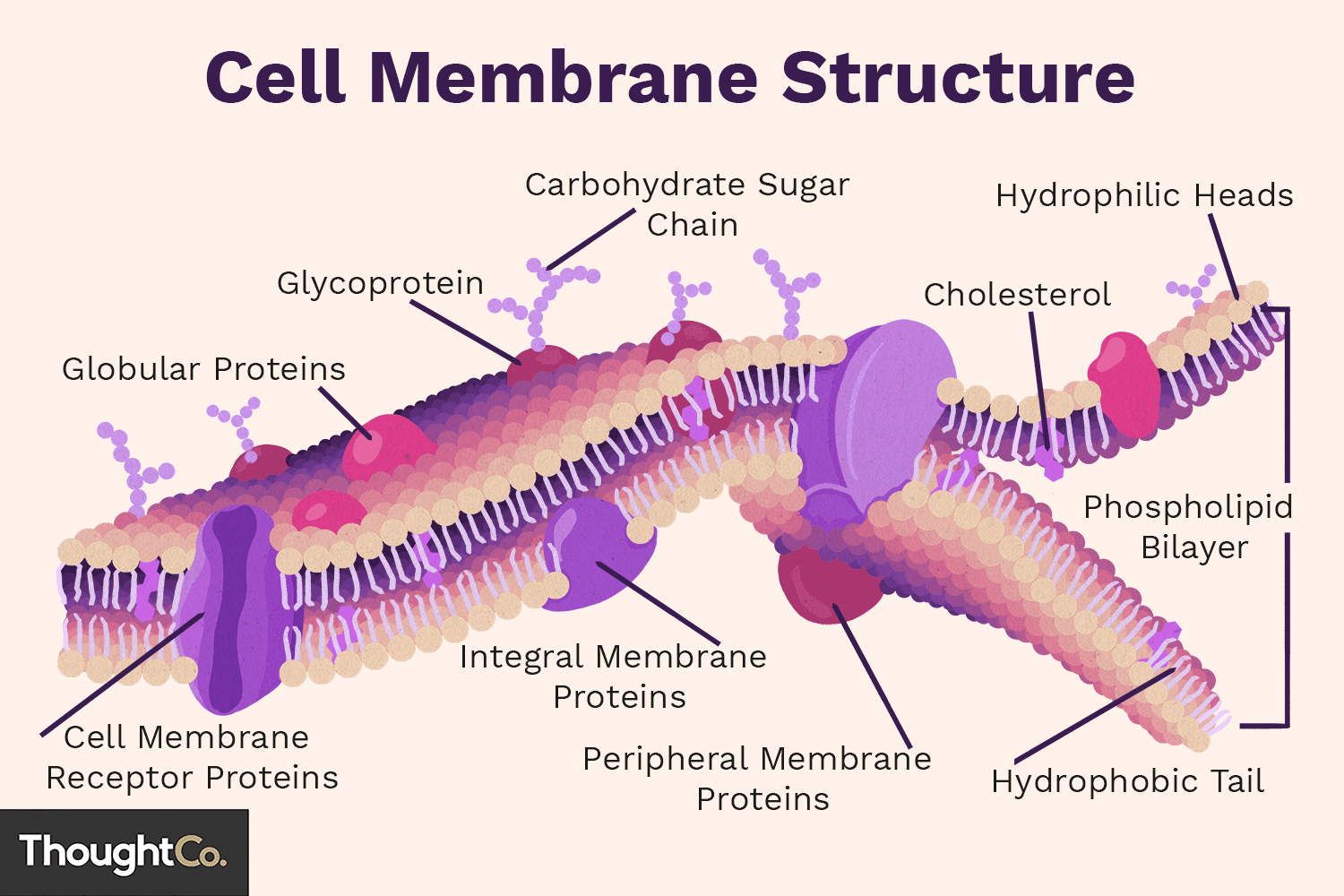 cellmembran