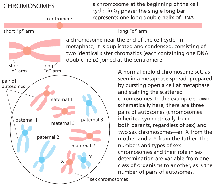 kromosom