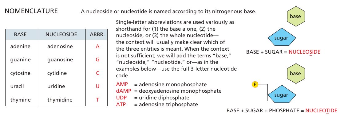 nukleosid_nukleotid