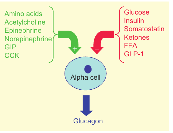 glukagon_faktorer