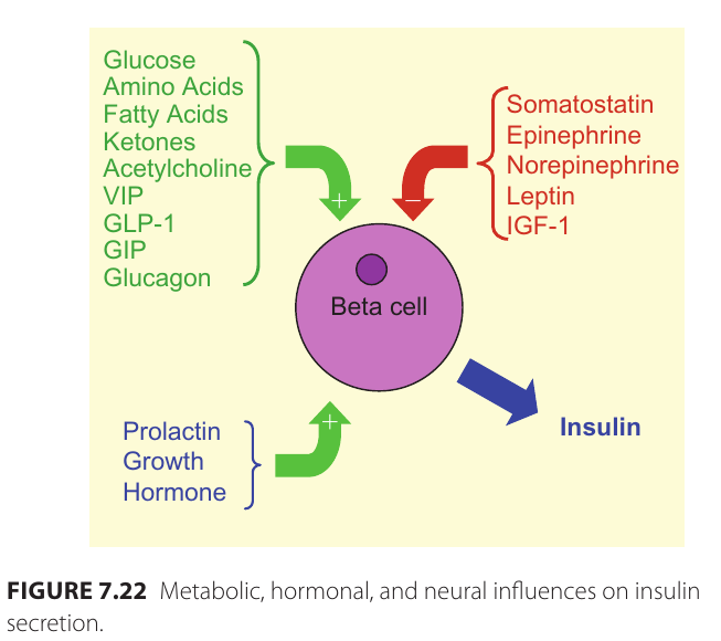insulin_faktorer