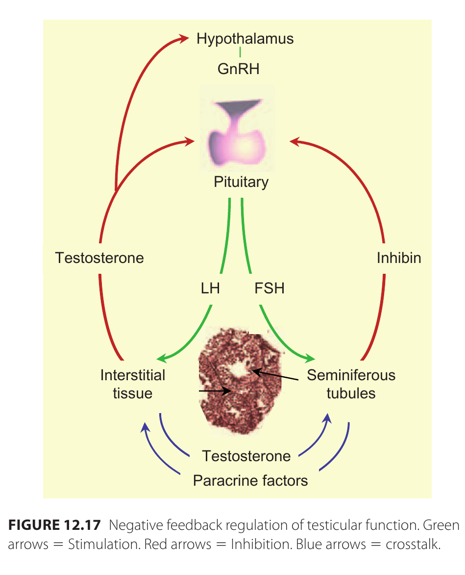 testiklar_regulering_inhibin