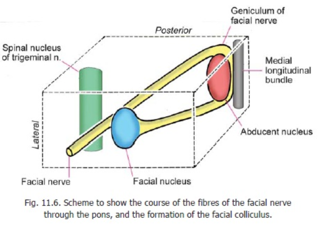 hjärnbryggan_facial_nerv