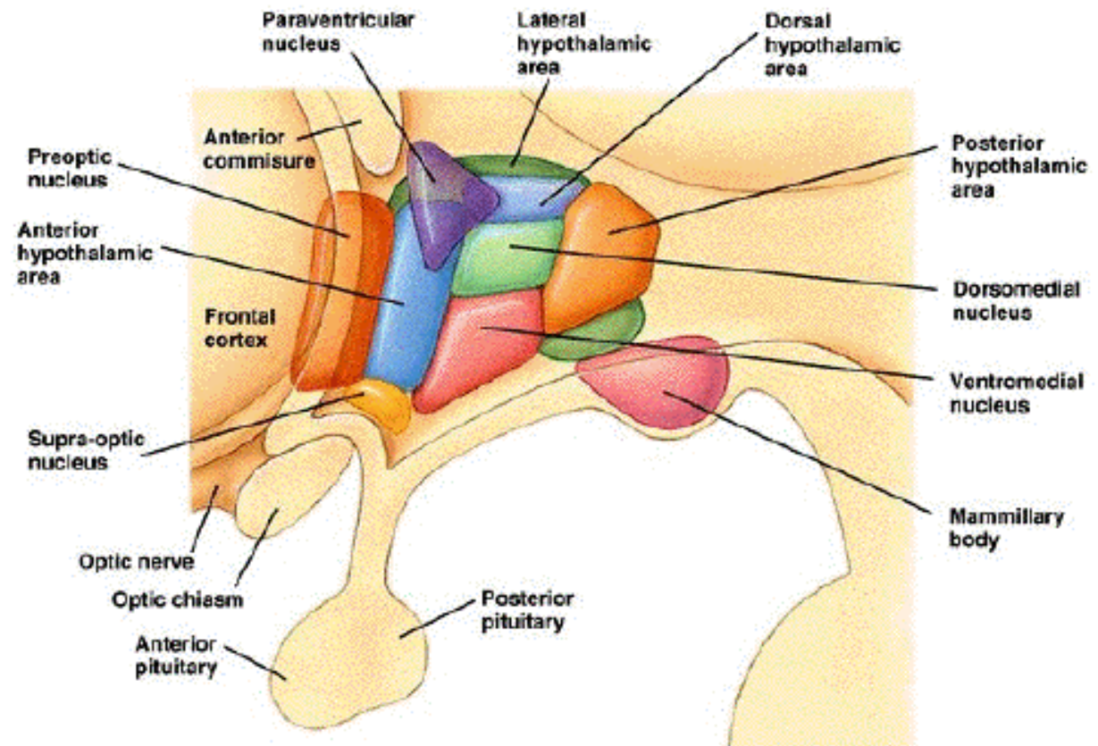 hypothalamus_anatomi_extra