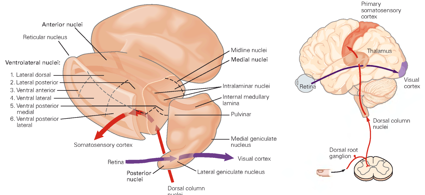 anatomi_thalamus